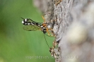 Holzwespenschlupfwespe100718164741