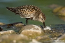 Alpenstrandläufer150822074531