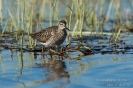 Bruchwasserläufer140528172652