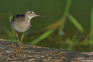 Bruchwasserläufer150805074734