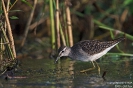 Bruchwasserläufer150903190031