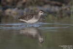 Bruchwasserläufer180904082509