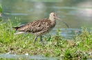 GrosserBrachvogel110716161440