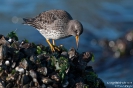 Meerstrandläufer110126132711-(1)