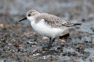 Sanderling110124105257