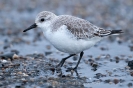 Sanderling110124105324