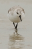 Sanderling120224145912