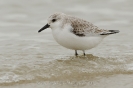 Sanderling120224150646