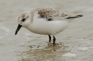 Sanderling120224150714