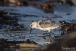 Sanderling181015172322