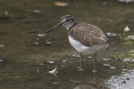 Waldwasserläufer170709110039