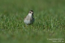 Zwergstrandläufer140907092054