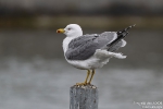 Mittelmeermöwe260410142810