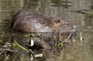 Nutria121209145834