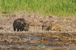 Wildschwein260501100354