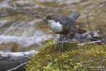 Wasseramsel260414161131